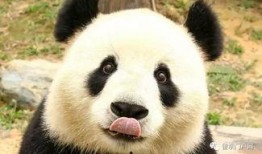 西安大熊猫爆料最新消息,揭秘萌宝们的日常趣事